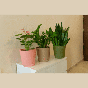 Urban Garden Krish 18