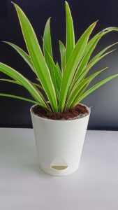 Krish 12 Self Watering Planter